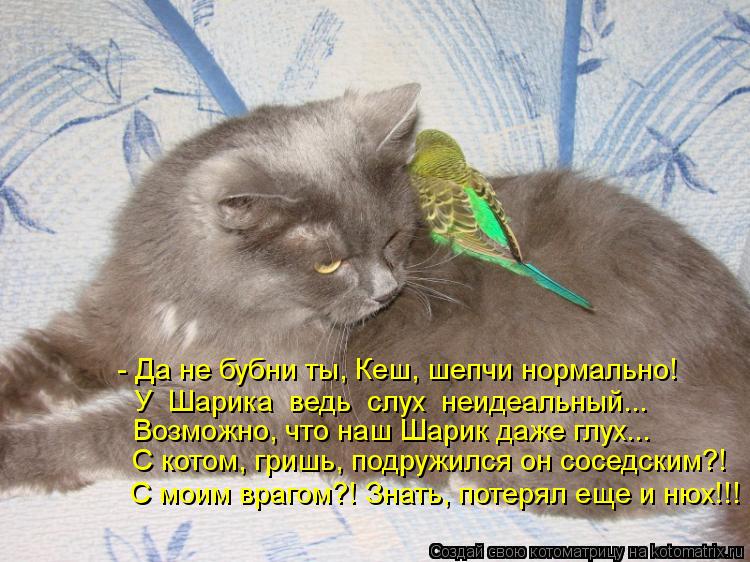 Котоматрица: - Да не бубни ты, Кеш, шепчи нормально! У  Шарика  ведь  слух  неидеальный... Возможно, что наш Шарик даже глух... С котом, гришь, подружился он сос