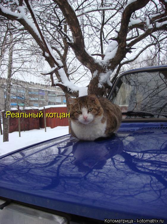 Реальный котцан... Котоматрица: Реальный котцан