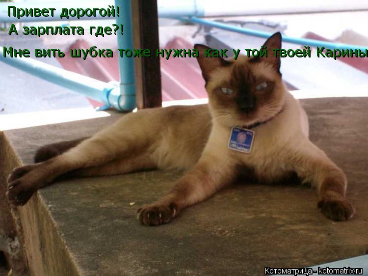 Котоматрица: Привет дорогой! А зарплата где?! Мне вить шубка тоже нужна как у той твоей Карины