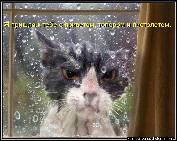 Котоматрица: Я пришла к тебе с приветом, топором и пистолетом.