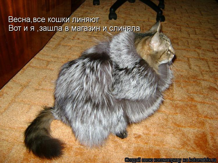 Котоматрица: Весна,все кошки линяют Вот и я ,зашла в магазин и слиняла