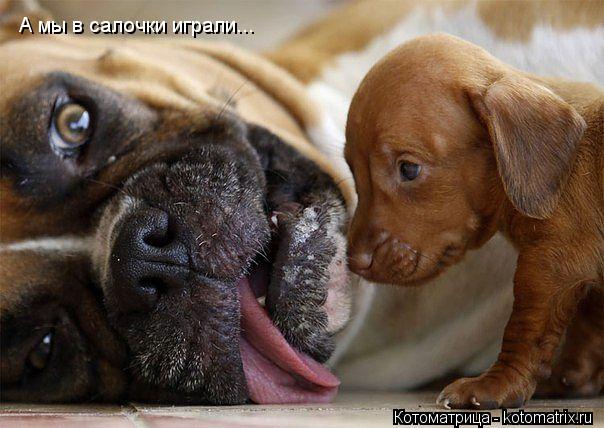 А мы в салочки играли...... Котоматрица: А мы в салочки играли...
