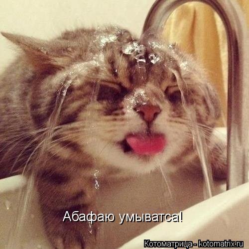 Абафаю умыватса!... Котоматрица: Абафаю умыватса!