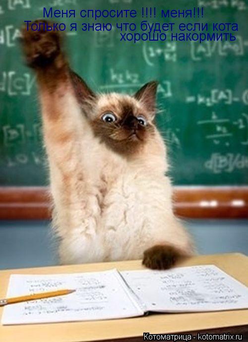 Меня спросите !!!! меня!!! Только я знаю что будет если кота хорошо накормить... Котоматрица: Меня спросите !!!! меня!!! Только я знаю что будет если кота хорошо накормить