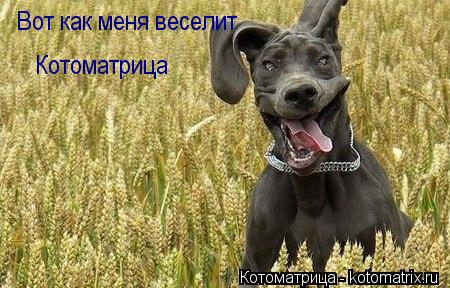Вот как меня веселит Котоматрица... Котоматрица: Вот как меня веселит Котоматрица