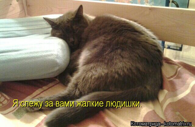 Котоматрица: Я слежу за вами жалкие людишки.