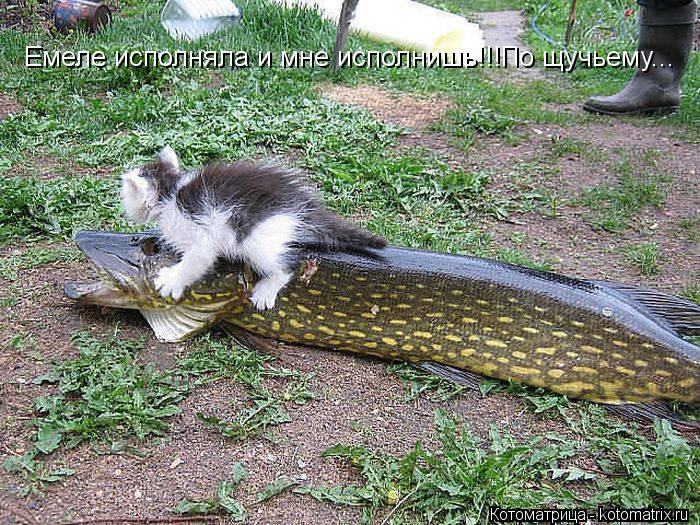 Котоматрица: Емеле исполняла и мне исполнишь!!!По щучьему Емеле исполняла и мне исполнишь!!!По щучьему...
