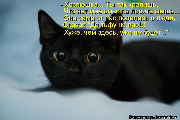 Котоматрица: Сказав "Да тьфу на вас!!!  Она сама от нас подалась в люди, Что нет мне смысла ловить мышь... - Хозяюшка... Ты так храпишь,  Хуже, чем здесь, уже не б