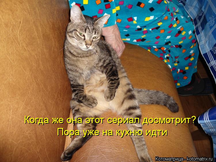 Когда же она этот сериал досмотрит? Пора уже на кухню идти... Котоматрица: Когда же она этот сериал досмотрит? Пора уже на кухню идти