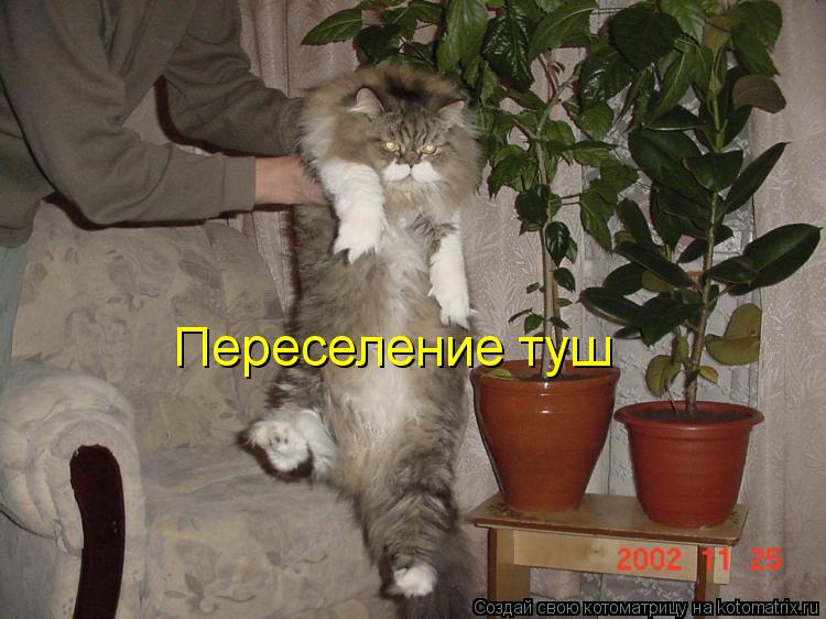 Котоматрица: Переселение туш