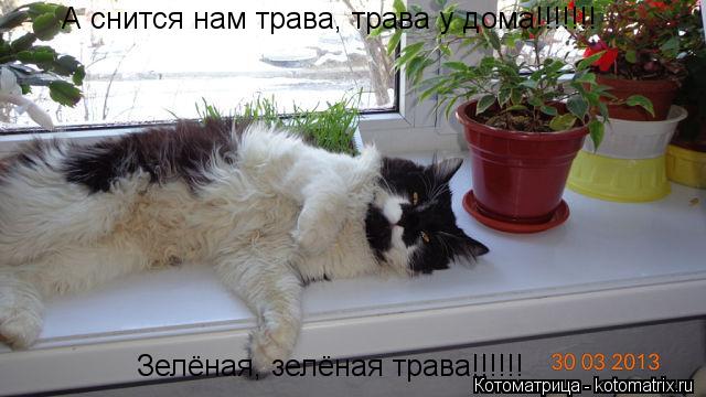 А снится нам трава, трава у дома!!!!!!! Зелёная, зелёная трава!!!!!!... Котоматрица: А снится нам трава, трава у дома!!!!!!! Зелёная, зелёная трава!!!!!!