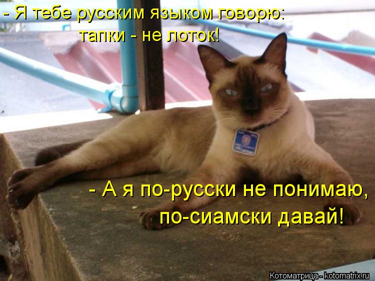 - Я тебе русским языком говорю: тапки - не лоток! - А я по-русски не понимаю, по-сиамски давай!... Котоматрица: - Я тебе русским языком говорю: тапки - не лоток! - А я по-русски не понимаю, по-сиамски давай!