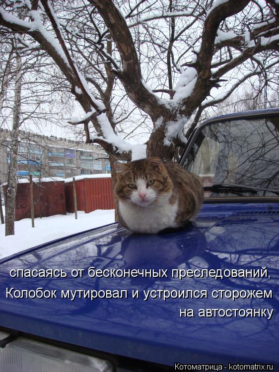 спасаясь от бесконечных преследований, Колобок мутировал и устроился сторожем на автостоянку... Котоматрица: спасаясь от бесконечных преследований, Колобок мутировал и устроился сторожем на автостоянку