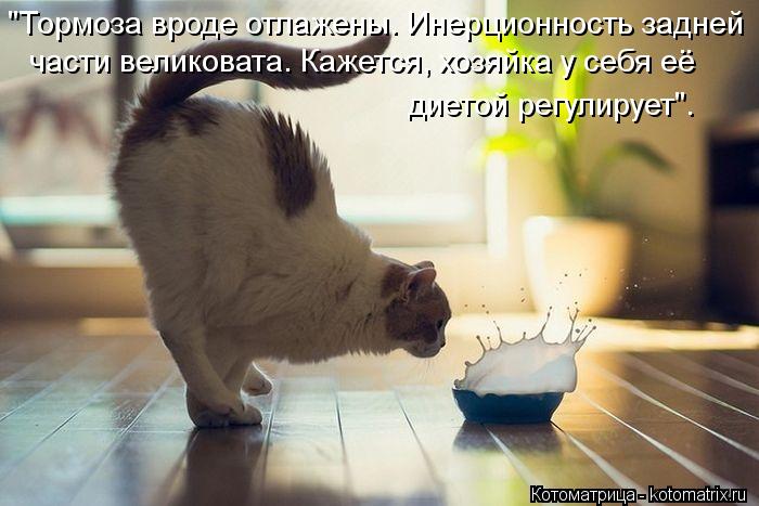 Котоматрица: "Тормоза вроде отлажены. Инерционность задней части великовата. Кажется, хозяйка у себя её диетой регулирует".