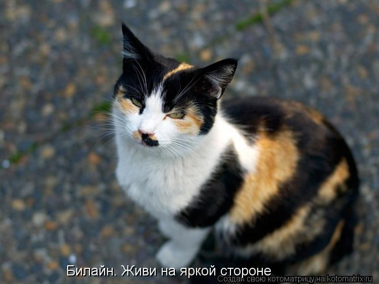 Билайн. Живи на яркой стороне... Котоматрица: Билайн. Живи на яркой стороне