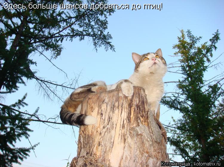 Котоматрица: -Здесь больше шансов добраться до птиц!