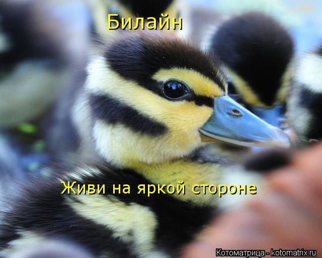 Билайн Живи на яркой стороне... Котоматрица: Билайн Живи на яркой стороне