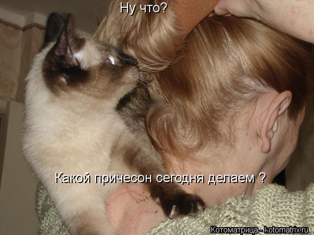 Ну что? Какой причесон сегодня делаем ?... Котоматрица: Ну что? Какой причесон сегодня делаем ?