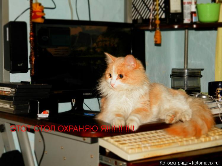 ЭТОТ СТОЛ ОХРАНЯЮ Я!!!!!!!!!!!!... Котоматрица: ЭТОТ СТОЛ ОХРАНЯЮ Я!!!!!!!!!!!!