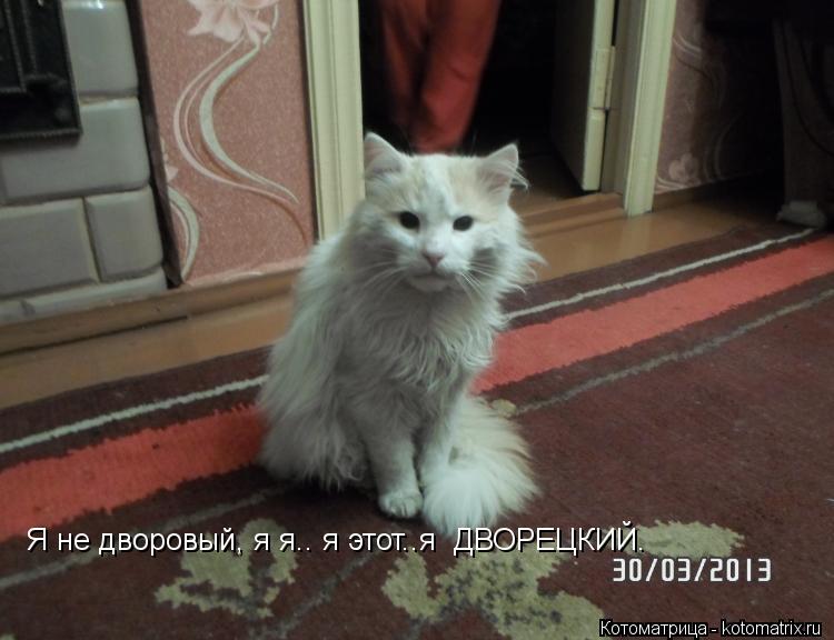 Котоматрица: Я не дворовый, я я.. я этот..я  ДВОРЕЦКИЙ.