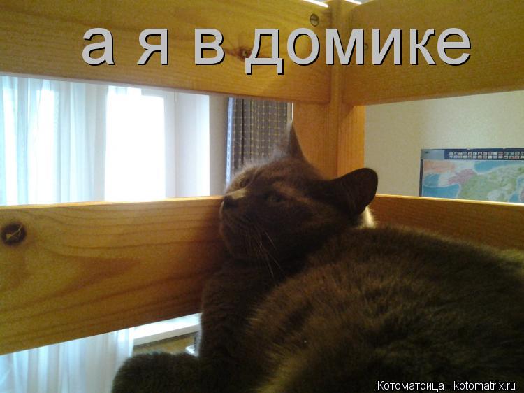 Котоматрица: а я в домике