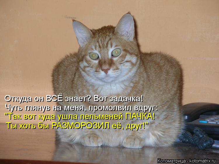 Котоматрица: Откуда он ВСЁ знает? Вот задачка! Чуть глянув на меня, промолвил вдруг: "Так вот куда ушла пельменей ПАЧКА! Ты хоть бы РАЗМОРОЗИЛ её, друг!"