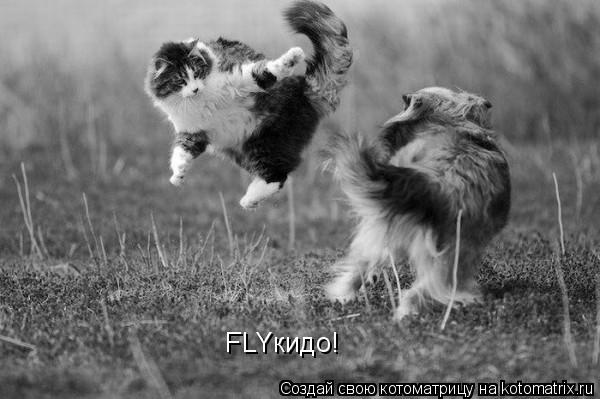 Котоматрица: FLYкидо!