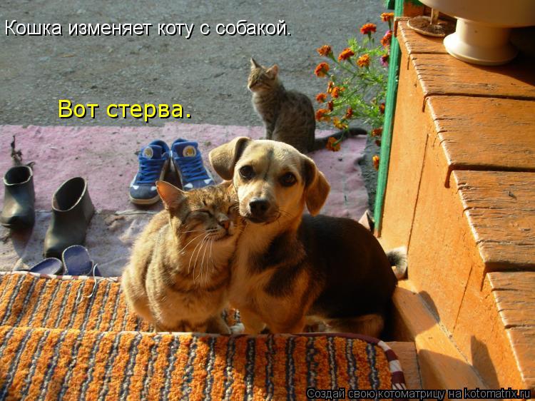 Кошка изменяет коту с собакой. Вот стерва.... Котоматрица: Кошка изменяет коту с собакой. Вот стерва.
