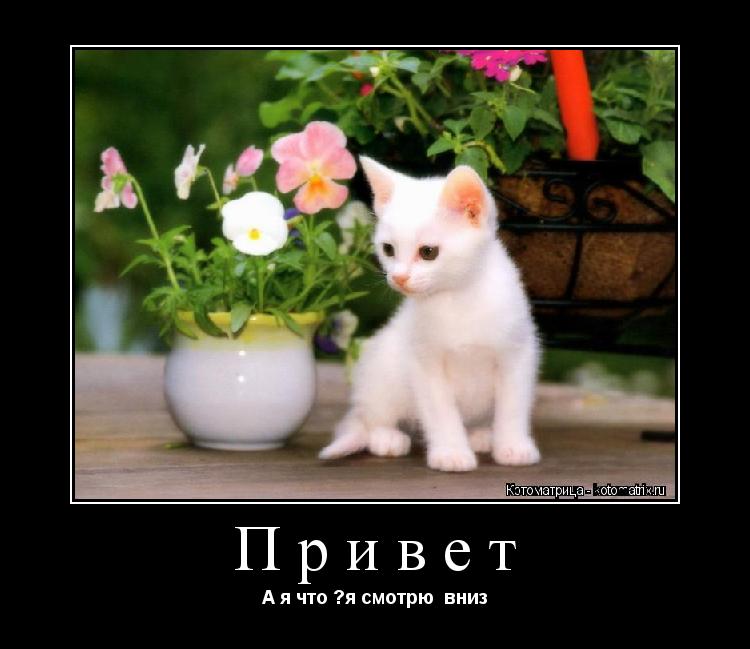 Котоматрица: Привет А я что ?я смотрю  вниз