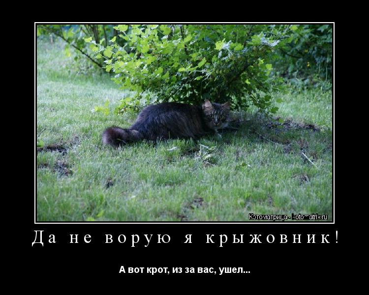Да не ворую я крыжовник! А вот крот, из за вас, ушел...... Котоматрица: Да не ворую я крыжовник! А вот крот, из за вас, ушел...