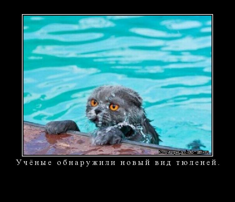 Учёные обнаружили новый вид тюленей. ... Котоматрица: Учёные обнаружили новый вид тюленей.