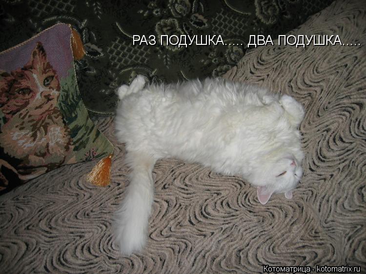 Котоматрица: РАЗ ПОДУШКА..... ДВА ПОДУШКА.....
