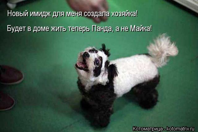 Новый имидж для меня создала хозяйка! Будет в доме жить теперь Панда, а не Майка!... Котоматрица: Новый имидж для меня создала хозяйка! Будет в доме жить теперь Панда, а не Майка!