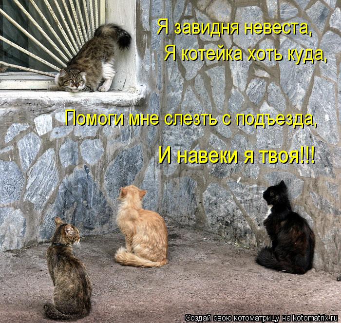 Я завидня невеста, Я котейка хоть куда, Помоги мне слезть с подъезда, И навеки я твоя!!!... Котоматрица: Я завидня невеста, Я котейка хоть куда, Помоги мне слезть с подъезда, И навеки я твоя!!!