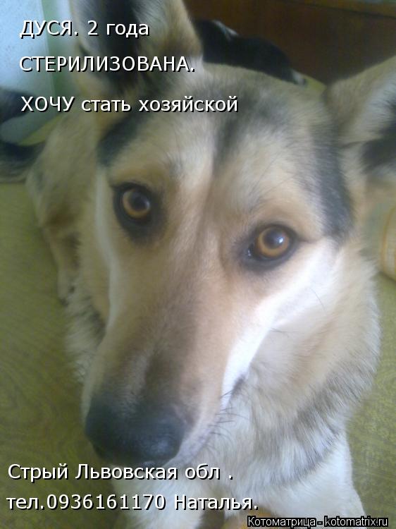 ДУСЯ. 2 года Стрый Львовская обл . тел.0936161170 Наталья. СТЕРИЛИЗОВАНА. ХОЧУ стать хозяйской... Котоматрица: ДУСЯ. 2 года Стрый Львовская обл . тел.0936161170 Наталья. СТЕРИЛИЗОВАНА. ХОЧУ стать хозяйской