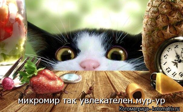 микромир так увлекателен.мур-ур... Котоматрица: микромир так увлекателен.мур-ур