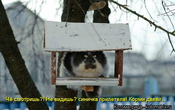 Чё смотришь?! Не видишь? синичка прилетела! Корми давай...... Котоматрица: Чё смотришь?! Не видишь? синичка прилетела! Корми давай...
