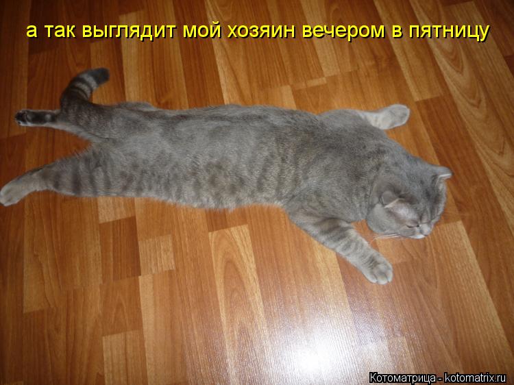 а так выглядит мой хозяин вечером в пятницу... Котоматрица: а так выглядит мой хозяин вечером в пятницу