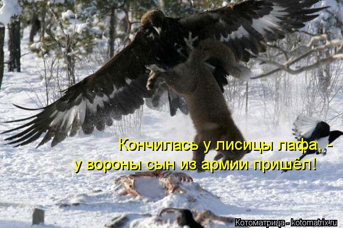 Кончилась у лисицы лафа, - у вороны сын из армии пришёл!... Котоматрица: Кончилась у лисицы лафа, - у вороны сын из армии пришёл!