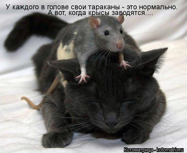 Котоматрица: У каждого в голове свои тараканы - это нормально. А вот, когда крысы заводятся....