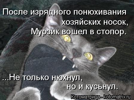 Котоматрица: После изрядного понюхивания  хозяйских носок, Мурзик вошел в стопор. ...Не только нюхнул, но и кусьнул.