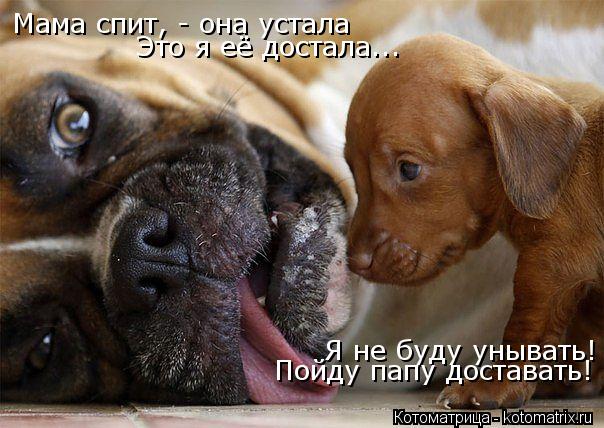 Котоматрица: Мама спит, - она устала Это я её достала... Я не буду унывать! Пойду папу доставать!