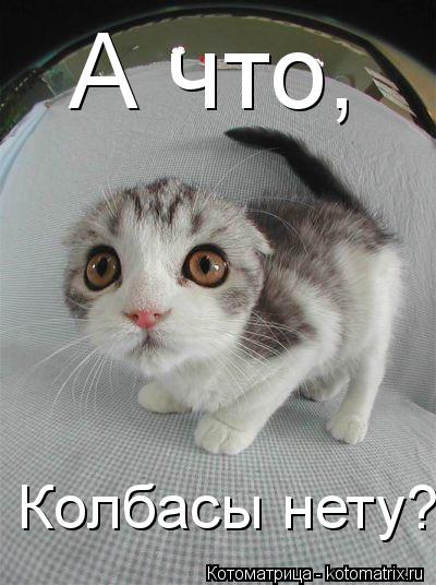 Котоматрица: А что, Колбасы нету??