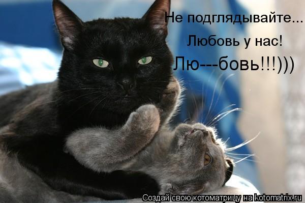 Котоматрица: Не подглядывайте... Любовь у нас! Лю---бовь!!!)))