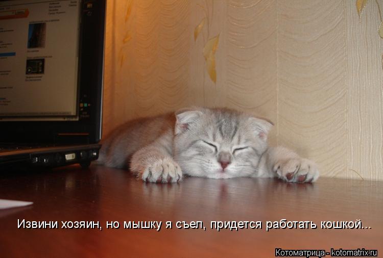Извини хозяин, но мышку я съел, придется работать кошкой...... Котоматрица: Извини хозяин, но мышку я съел, придется работать кошкой...