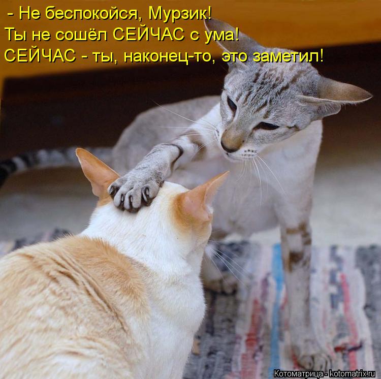 Котоматрица: Ты не сошёл СЕЙЧАС с ума!  СЕЙЧАС - ты, наконец-то, это заметил!  - Не беспокойся, Мурзик!