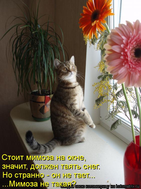 Котоматрица: Стоит мимоза на окне, значит, должен таять снег. Но странно - он не тает... ...Мимоза не такая?