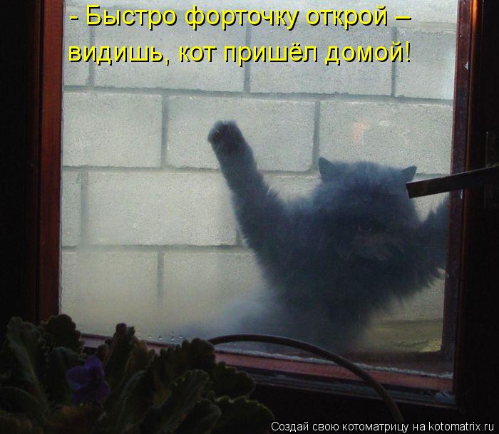 - Быстро форточку открой – видишь, кот пришёл домой!... Котоматрица: - Быстро форточку открой – видишь, кот пришёл домой!