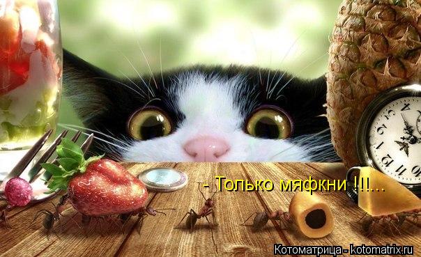 - Только мяфкни !!!...... Котоматрица: - Только мяфкни !!!...