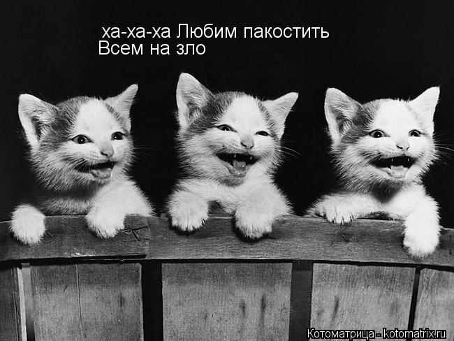 ха-ха-ха Любим пакостить Всем на зло... Котоматрица: ха-ха-ха Любим пакостить Всем на зло